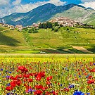 Marche